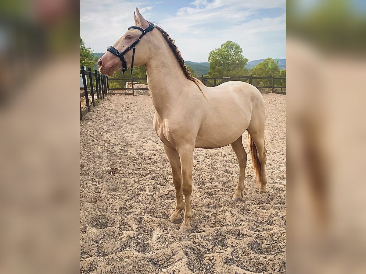 PRE Stallion 2 years 16,1 hh Perlino in Alcoi/Alcoy