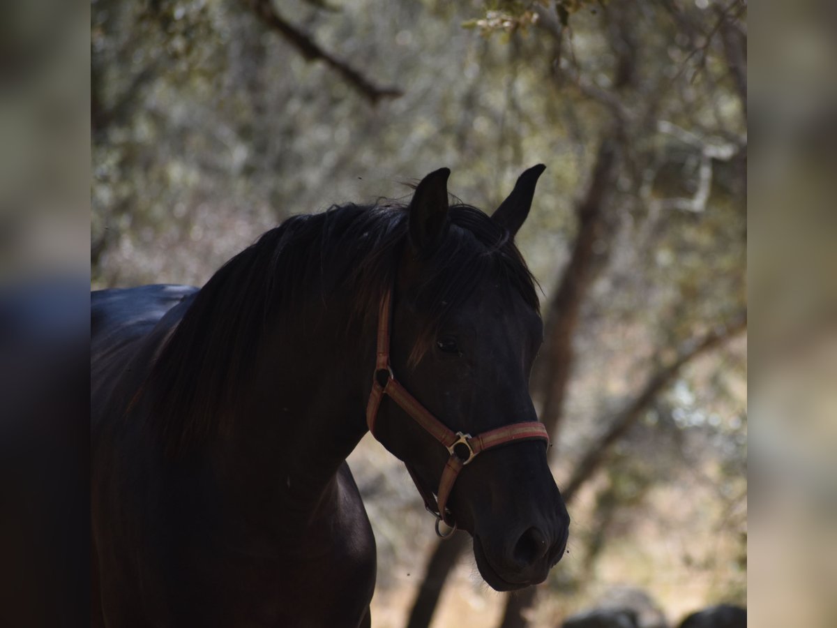 PRE Stallion 2 years 17 hh Black in El Real De La Jara, Sevilla