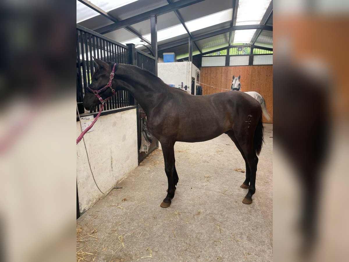 PRE Mix Stallion 2 years Black in Madrid