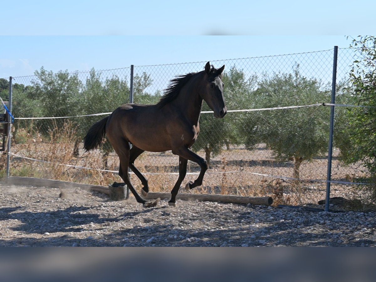 PRE Stallion 2 years Black in Daimiel