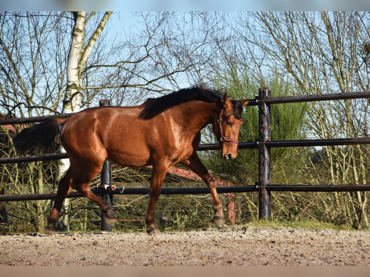 PRE Stallion 2 years Brown in Dochamps