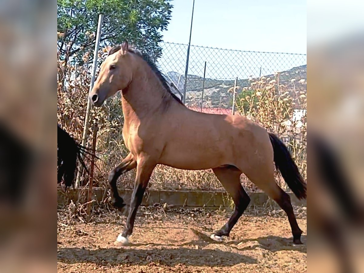 PRE Stallion 2 years Dun in Madrid