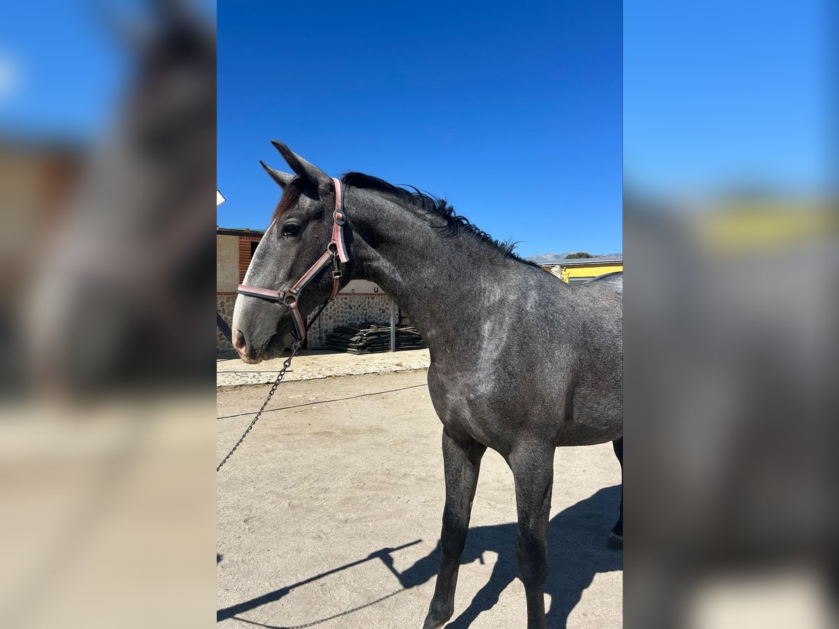 PRE Mix Stallion 2 years Gray in Madrid