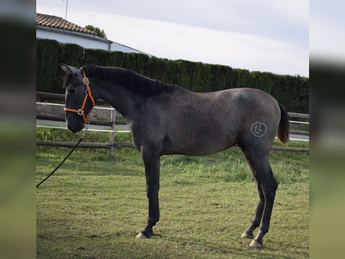 PRE Stallion 2 years Gray in Terrassa