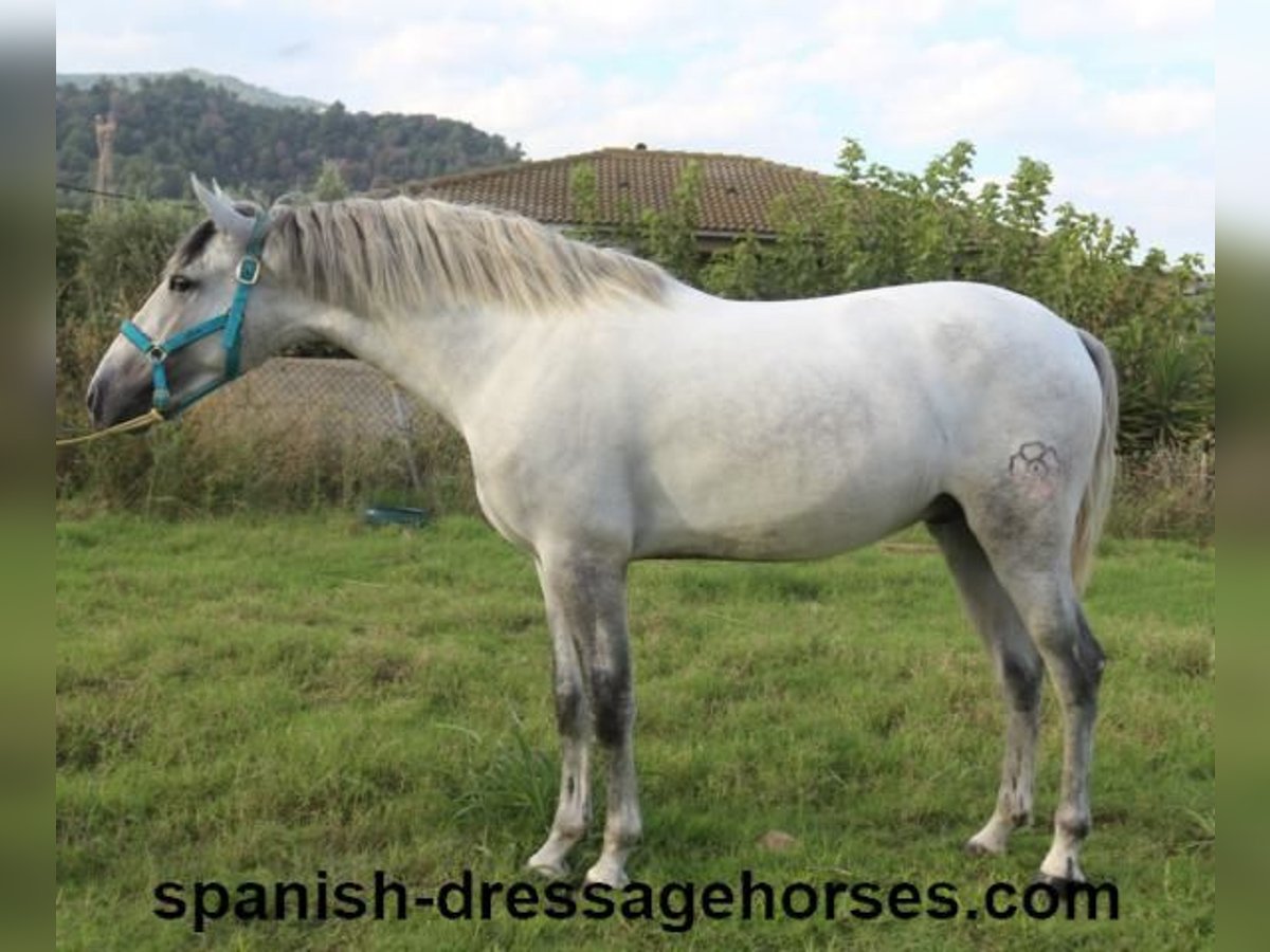 PRE Stallion 2 years Gray in Barcelona