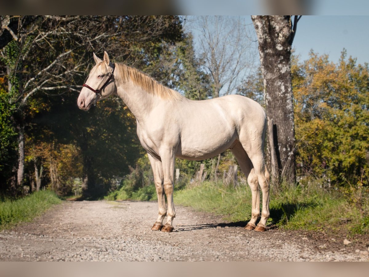 PRE Mix Stallion 2 years Perlino in Caumont