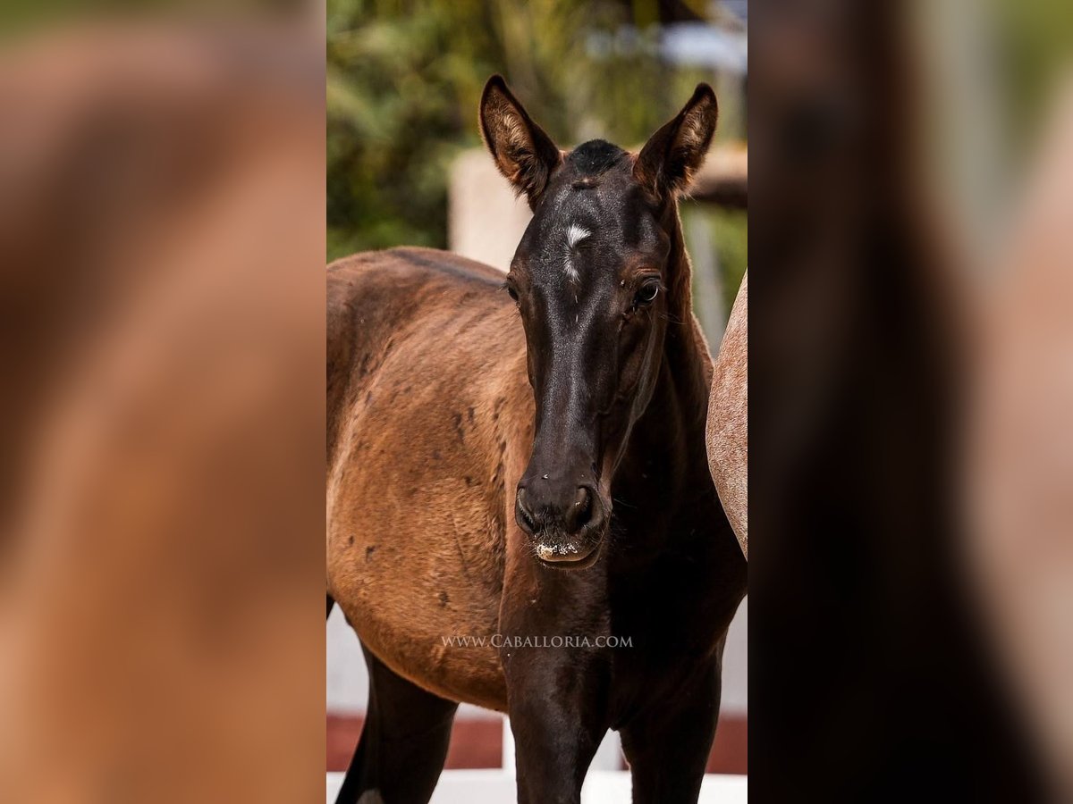 PRE Mix Stallion 3 years 13,1 hh Black in Rafelguaraf