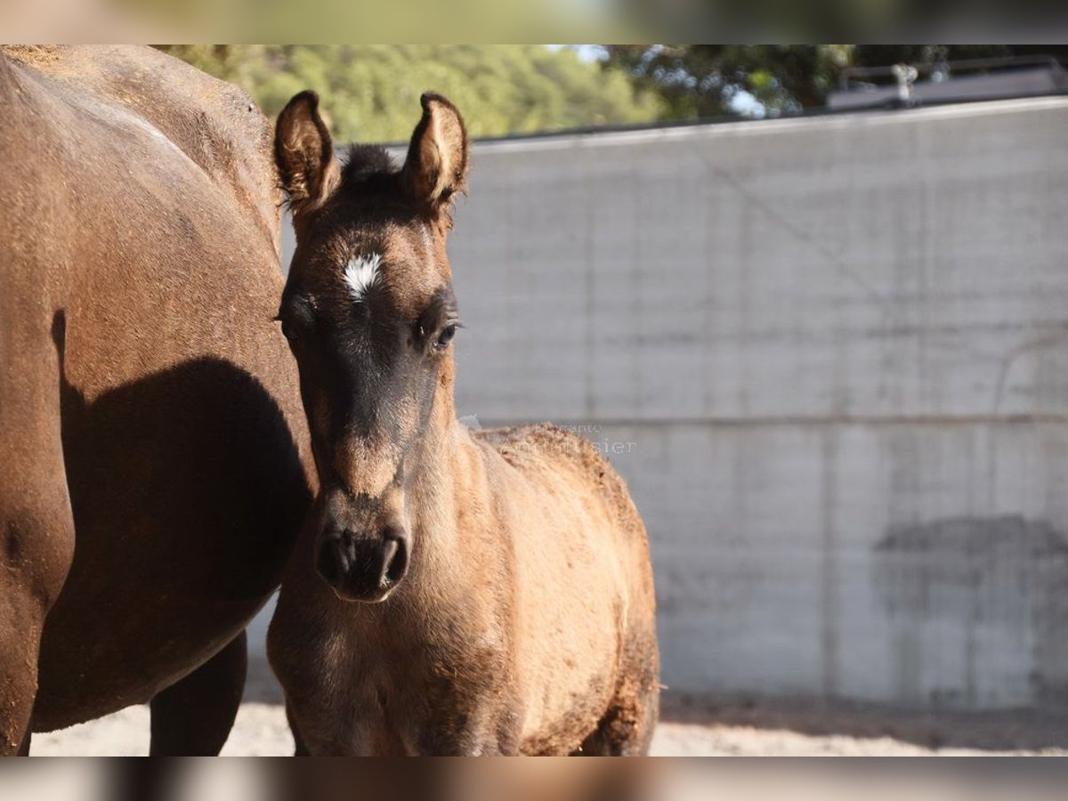 PRE Mix Stallion 3 years 14,2 hh Dun in Leuchtenberg