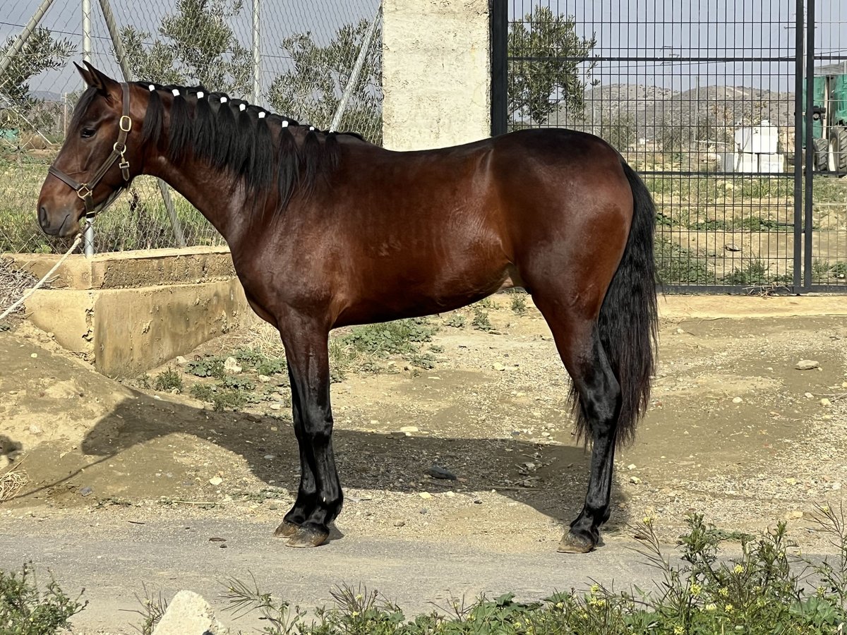 PRE Mix Stallion 3 years 15,1 hh Bay-Dark in Tabernas