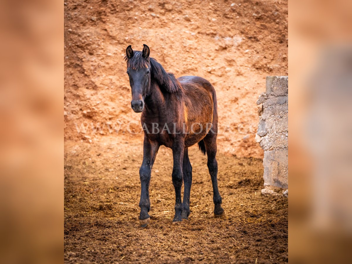 PRE Stallion 3 years 15,1 hh Black in Valencia