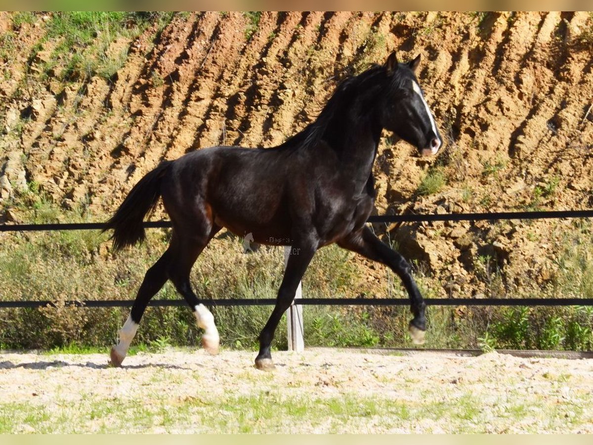 PRE Stallion 3 years 15,1 hh Black in Provinz Malaga