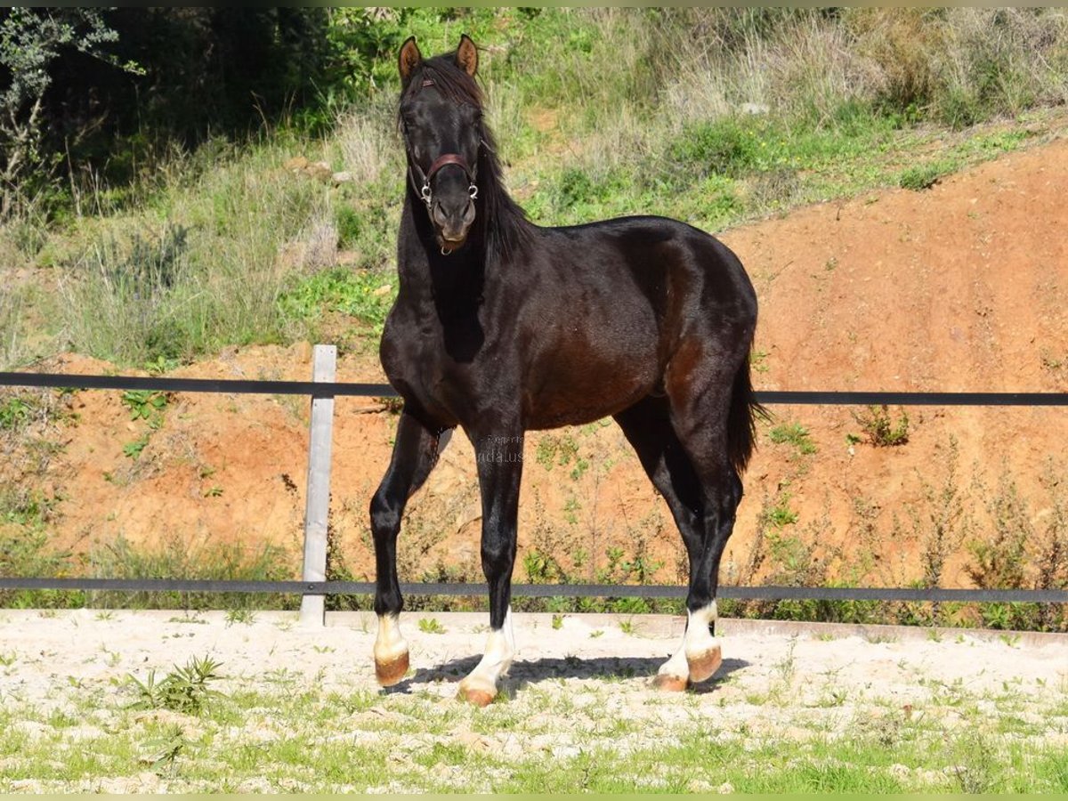 PRE Stallion 3 years 15,1 hh Black in Provinz Malaga