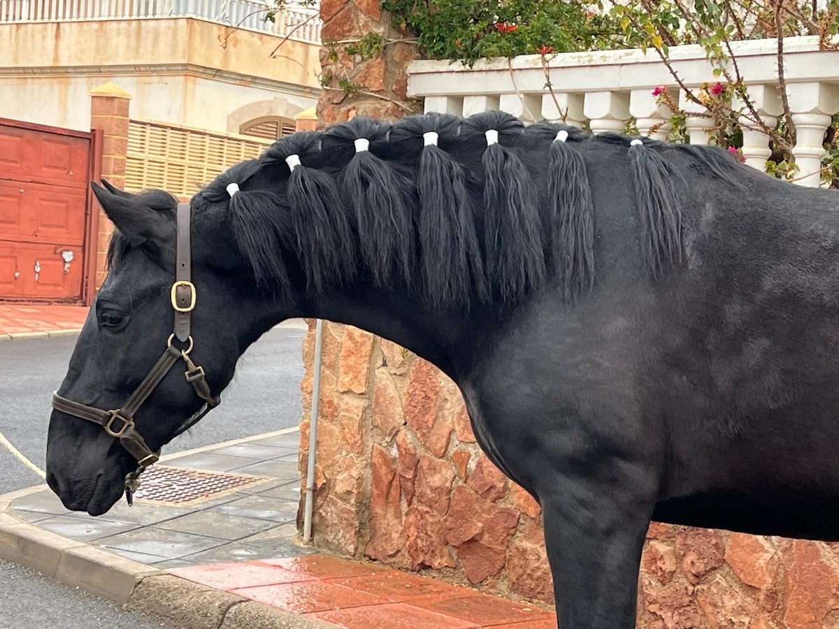 PRE Mix Stallion 3 years 15,1 hh Black in Tabernas