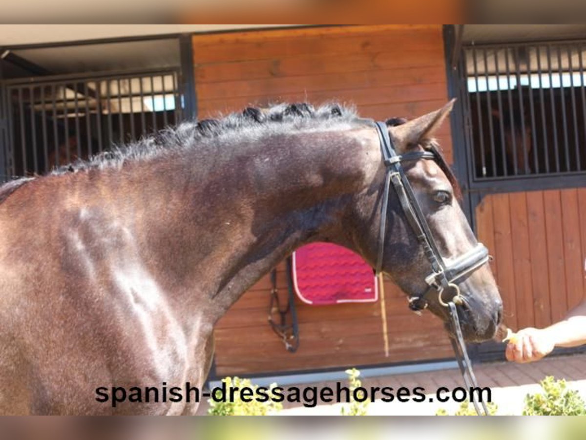 PRE Mix Stallion 3 years 15,1 hh Gray in Barcelona