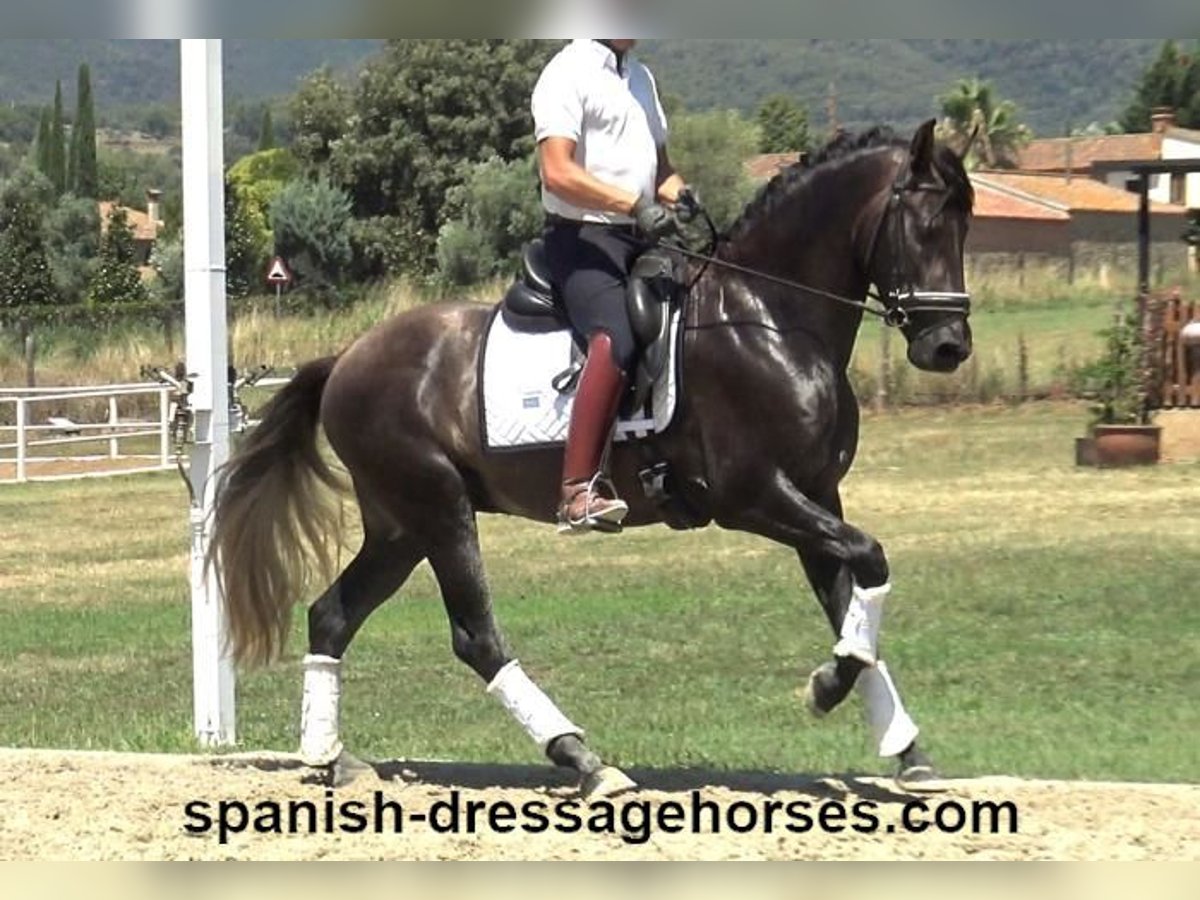 PRE Mix Stallion 3 years 15,1 hh Gray in Barcelona