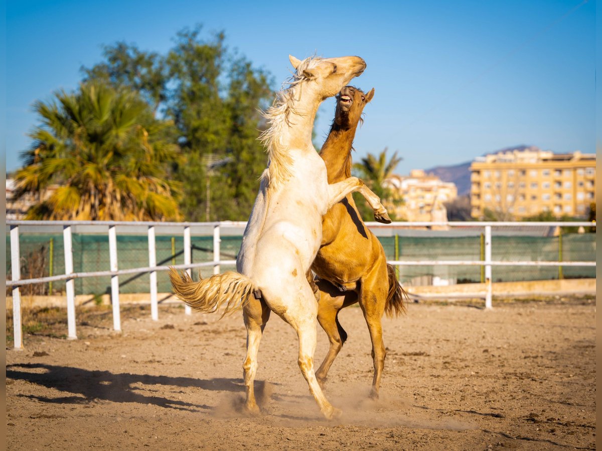 PRE Mix Stallion 3 years 15,1 hh Palomino in Rafelguaraf