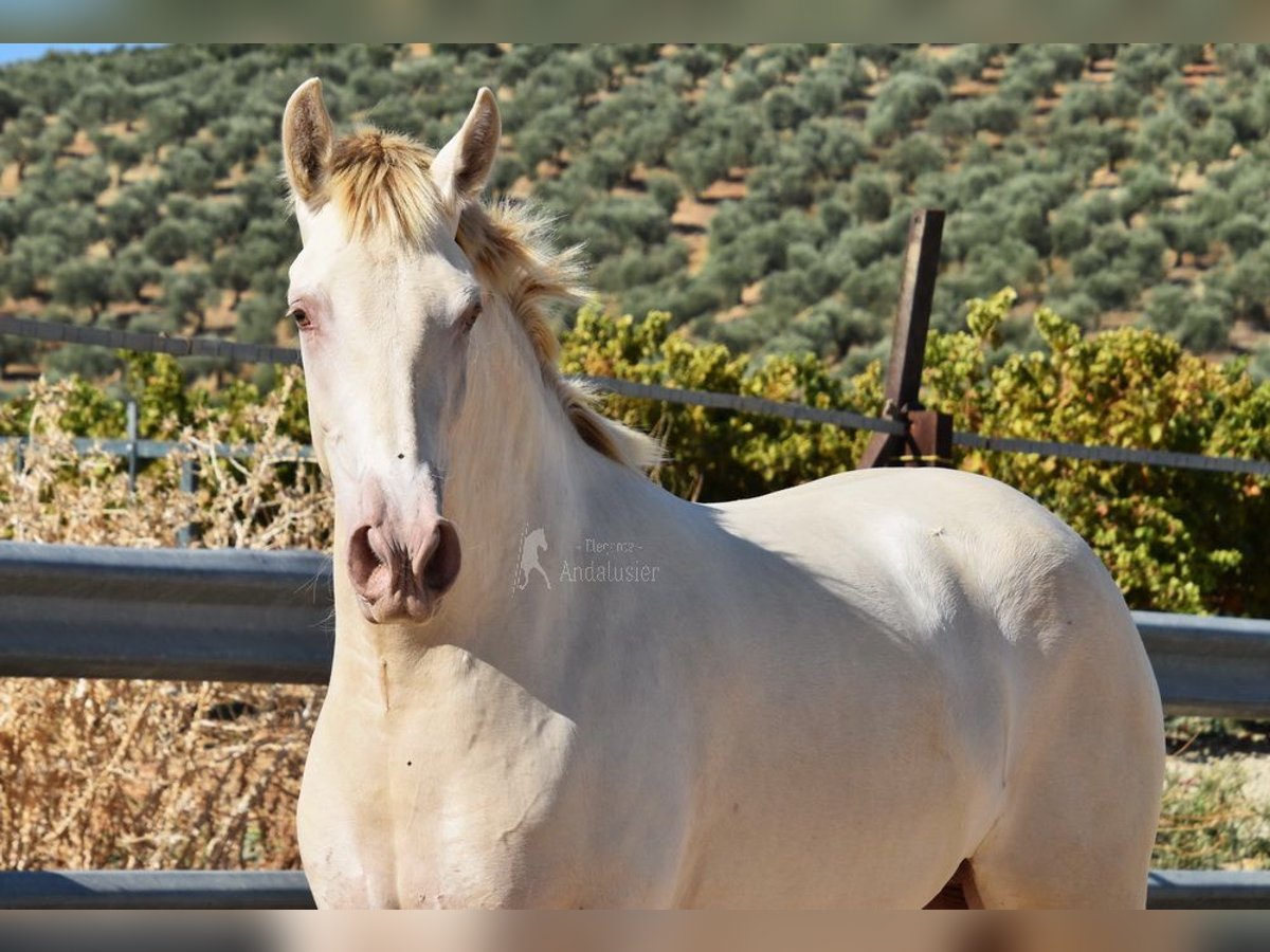 PRE Stallion 3 years 15,1 hh Pearl in Provinz Cordoba