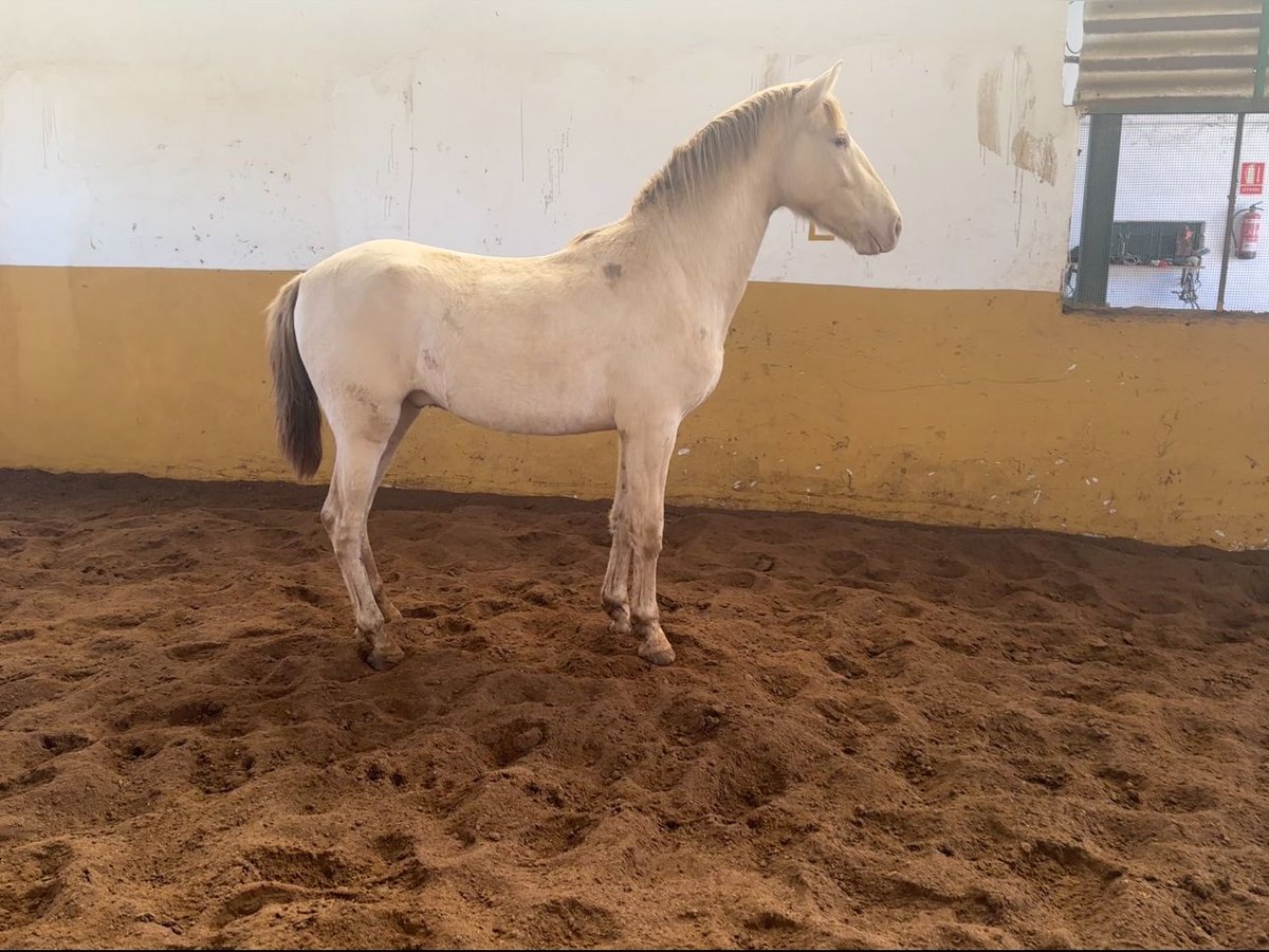 PRE Stallion 3 years 15,1 hh Perlino in Valderrubio