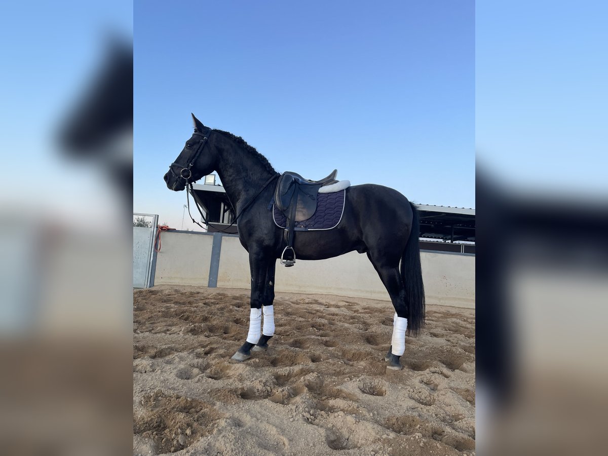 PRE Mix Stallion 3 years 15,2 hh Black in Santa Marta