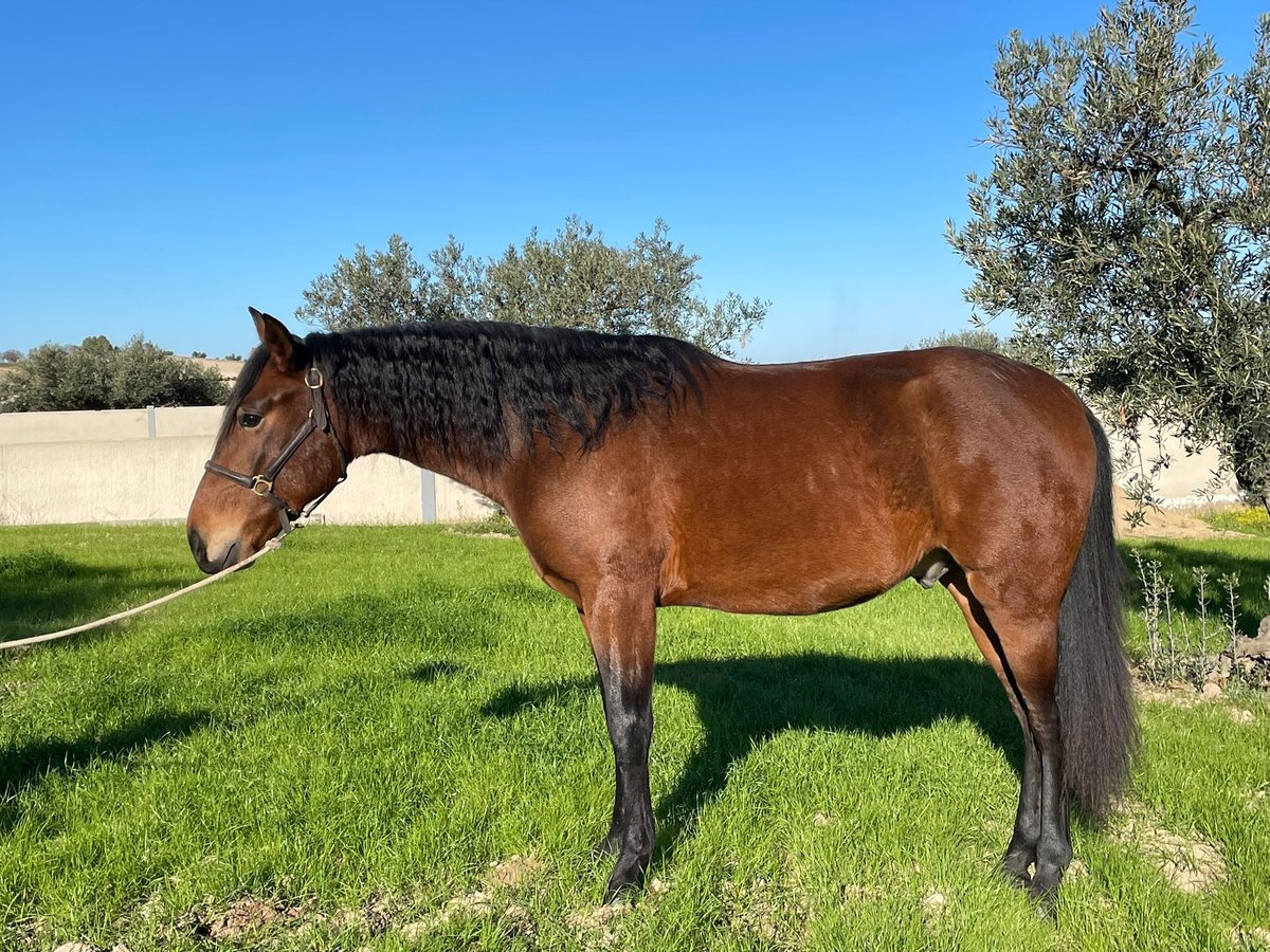 PRE Stallion 3 years 15,2 hh Brown in Santa Marta