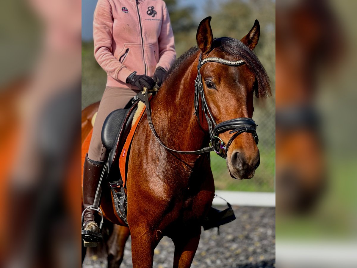 PRE Stallion 3 years 15,2 hh Brown in Malaga