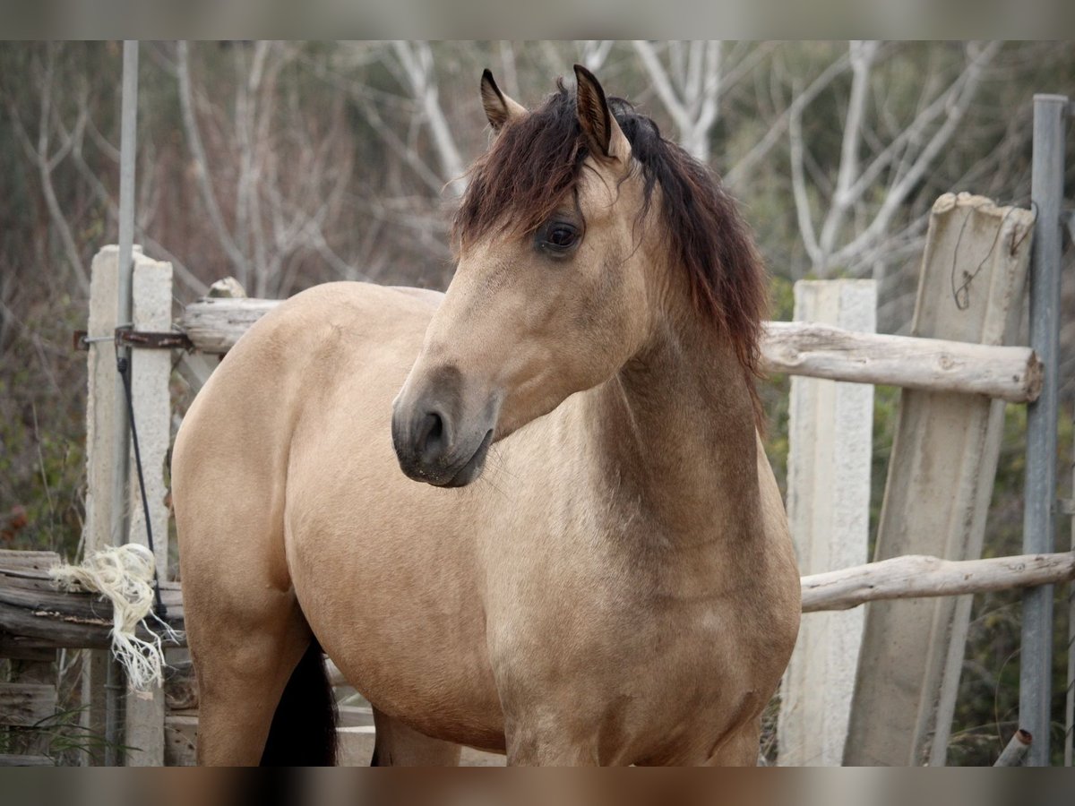 PRE Mix Stallion 3 years 15,2 hh Buckskin in Valencia