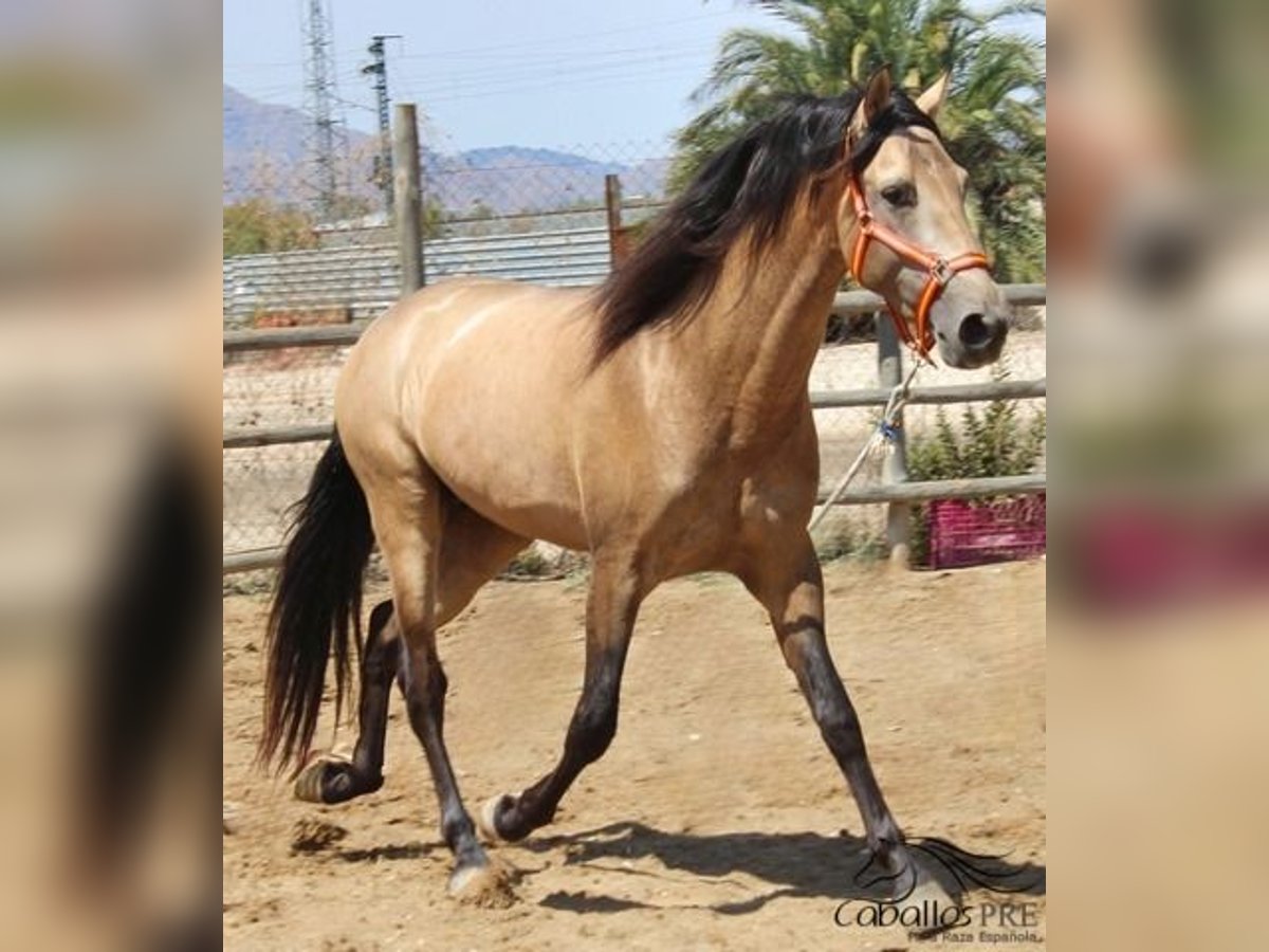 PRE Stallion 3 years 15,2 hh Buckskin in Alicante