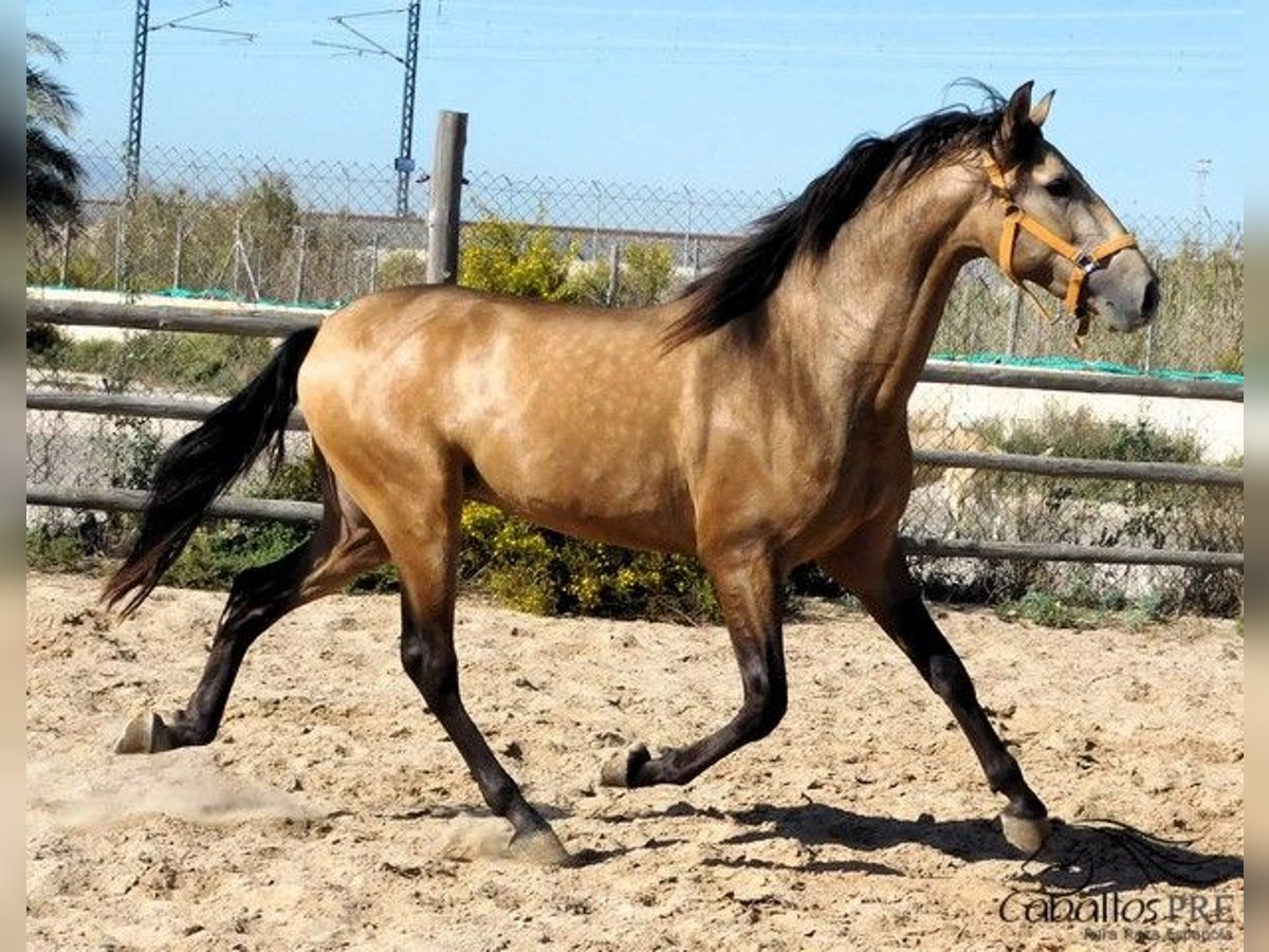 PRE Stallion 3 years 15,2 hh Buckskin in Alicante