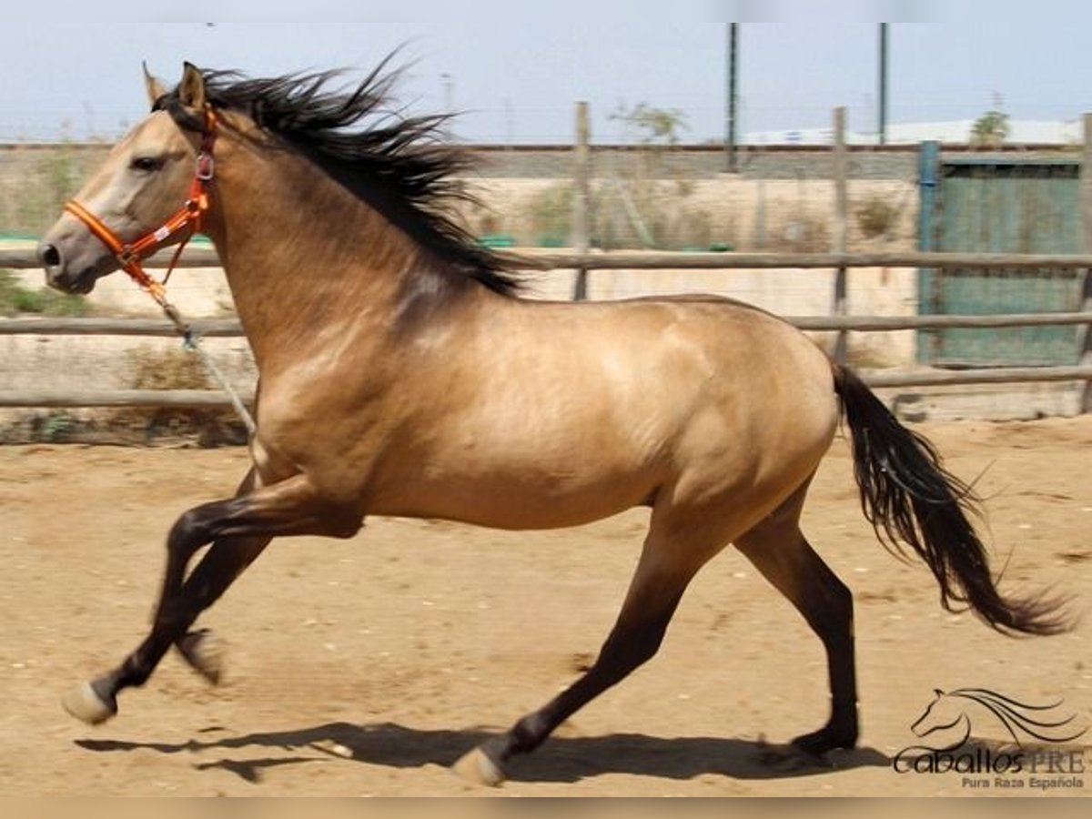 PRE Stallion 3 years 15,2 hh Buckskin in Alicante