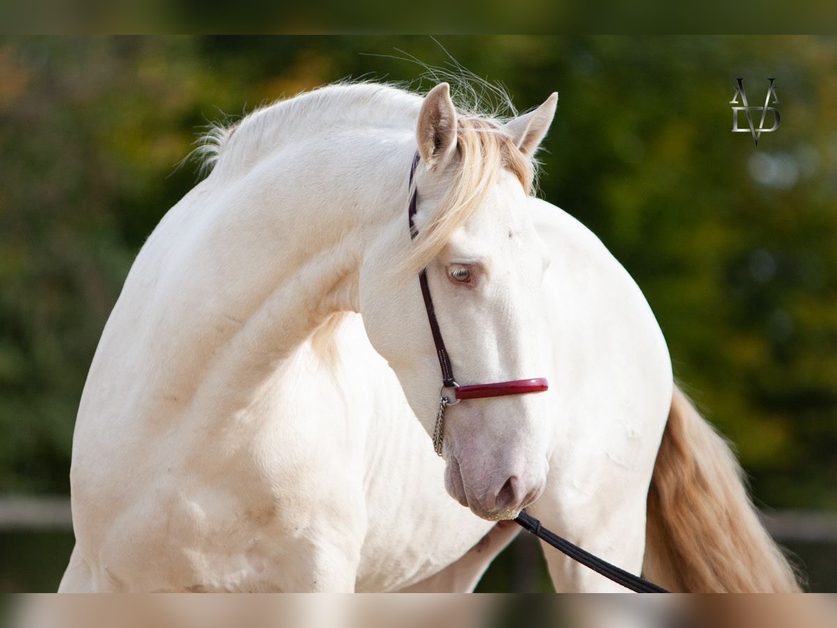 PRE Mix Stallion 3 years 15,2 hh Cremello in Deauville