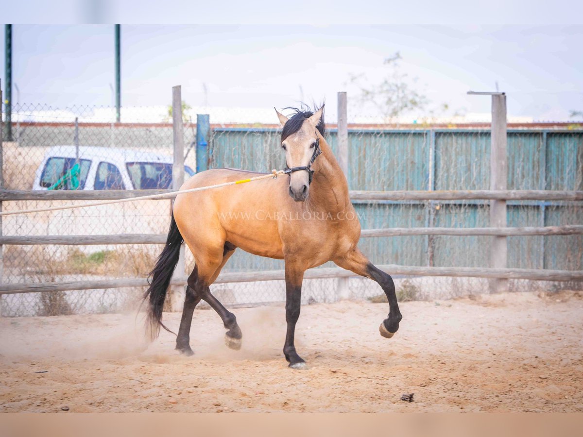 PRE Stallion 3 years 15,2 hh Dun in Rafelguaraf