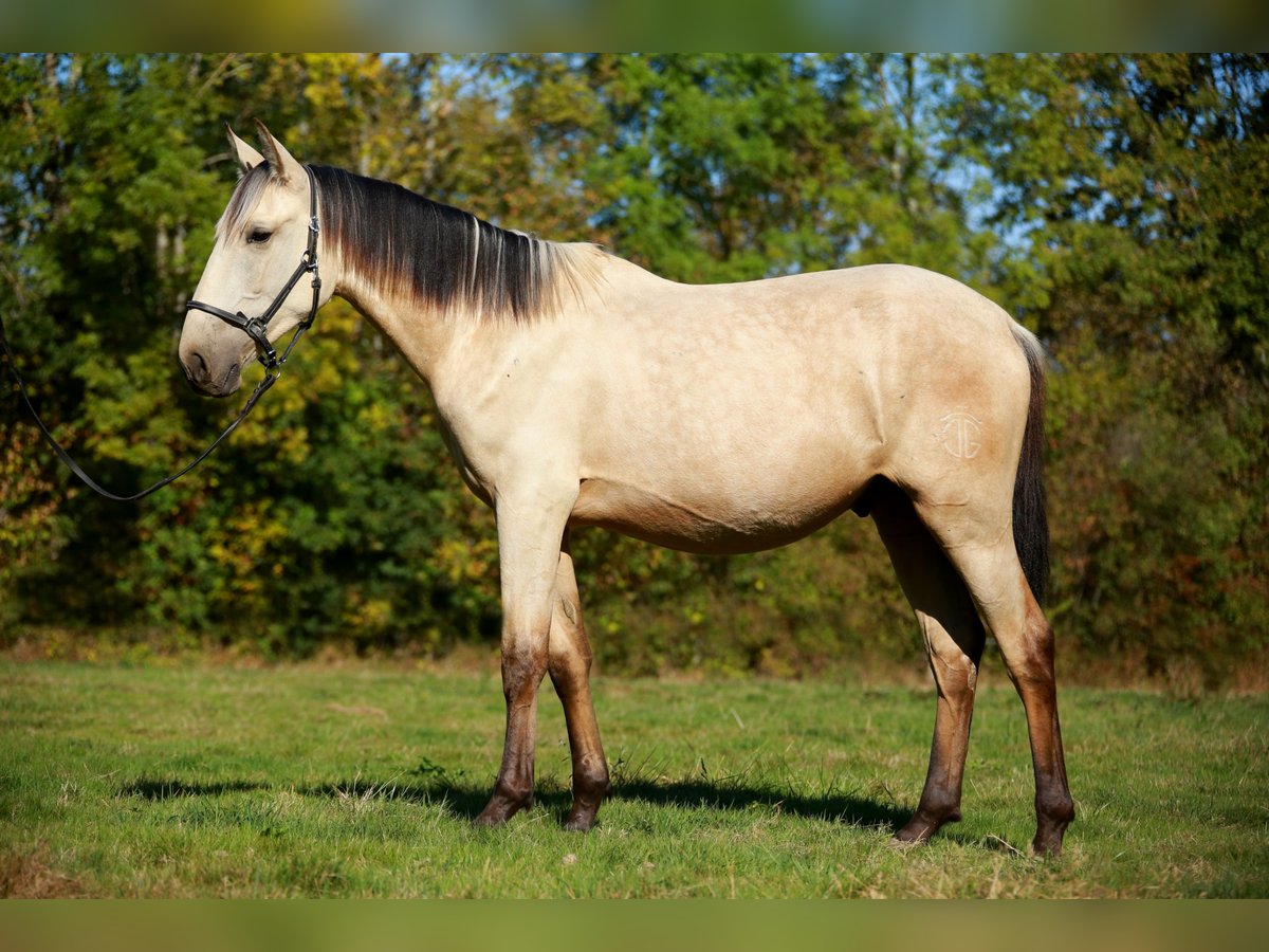 PRE Stallion 3 years 15,2 hh Dun in CAUMONT