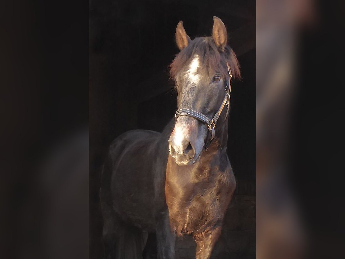 PRE Mix Stallion 3 years 15,2 hh Gray-Dark-Tan in Schlitz