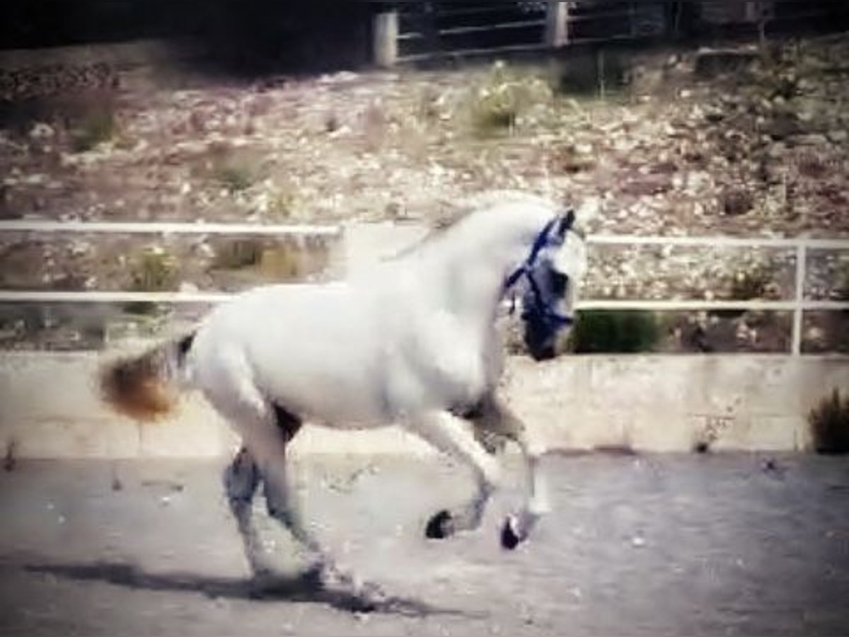 PRE Stallion 3 years 15,2 hh Gray in Palma de Mallorca