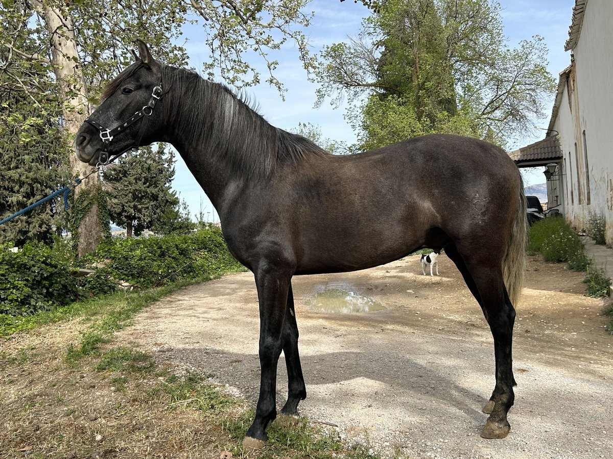 PRE Mix Stallion 3 years 15,2 hh Gray in Baza