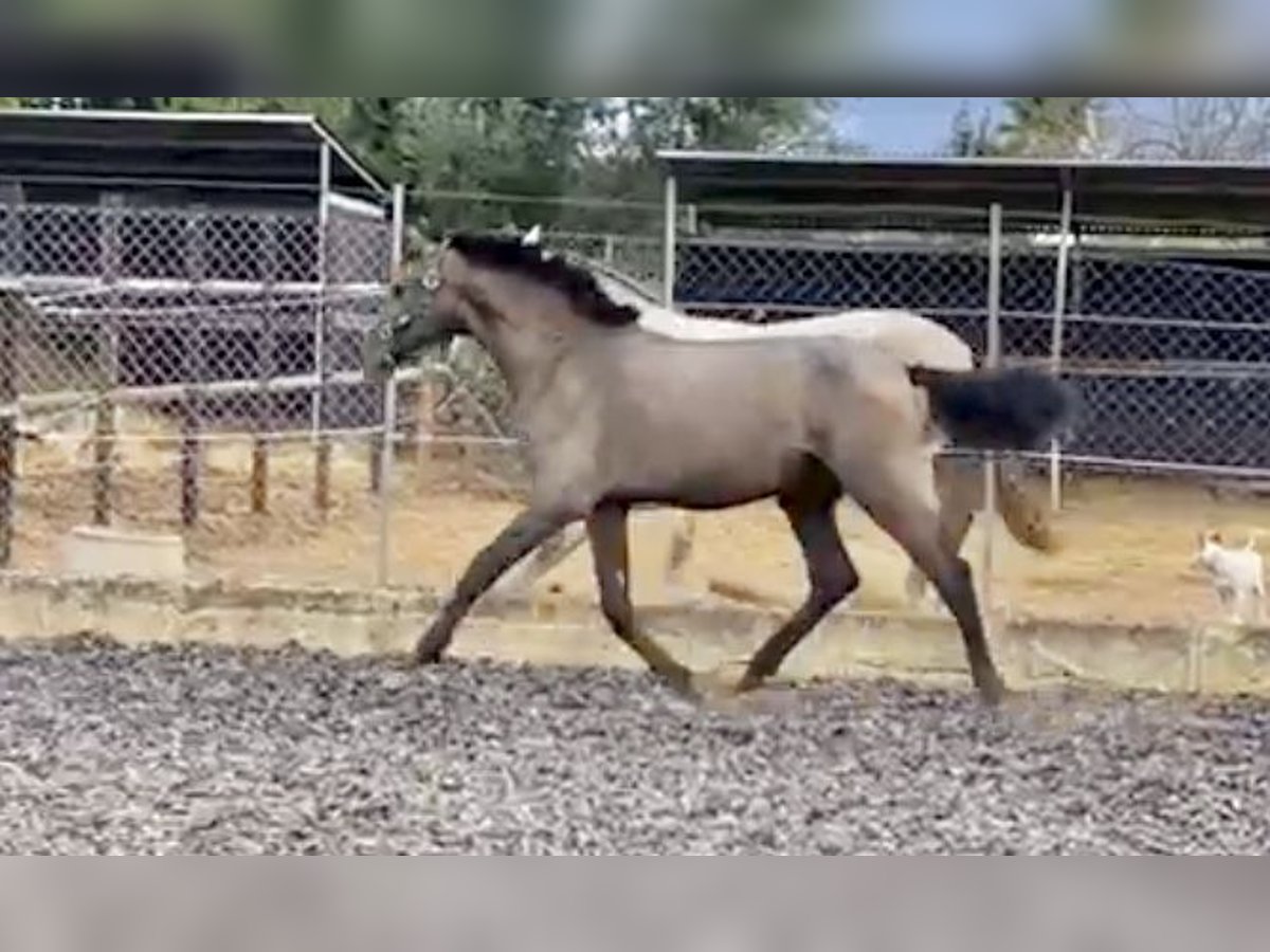 PRE Stallion 3 years 15,2 hh Gray in Palma de Mallorca