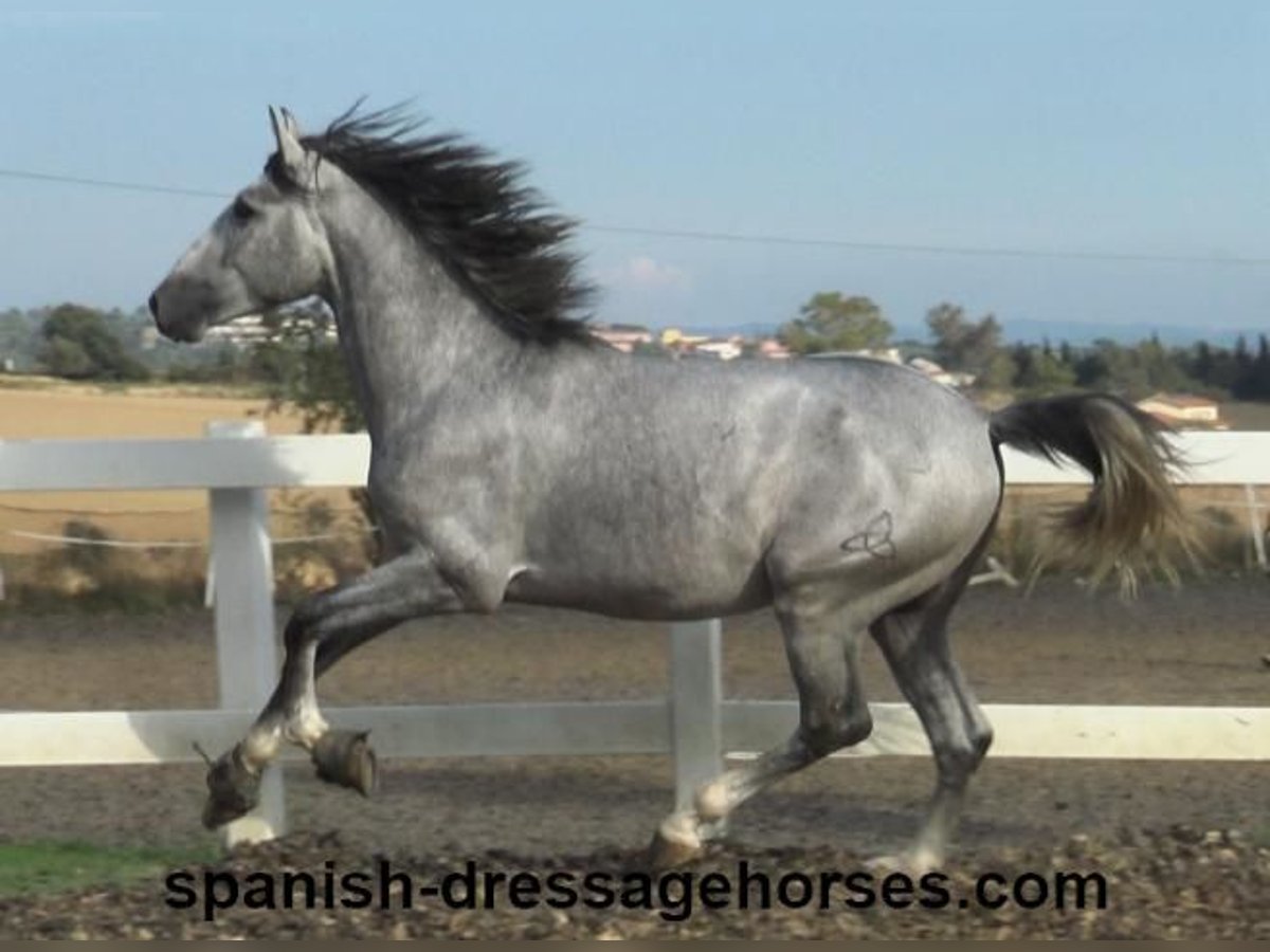 PRE Mix Stallion 3 years 15,2 hh Gray in Barcelona