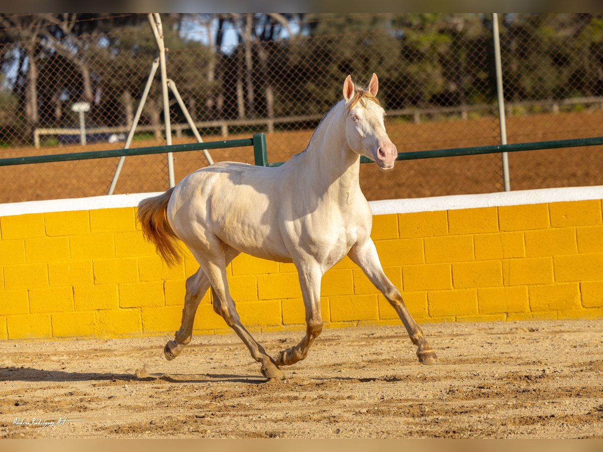 PRE Mix Stallion 3 years 15,2 hh Perlino in Hamburg