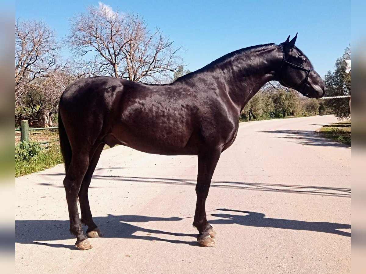 PRE Stallion 3 years 15,3 hh Black in Vejer de la Frontera