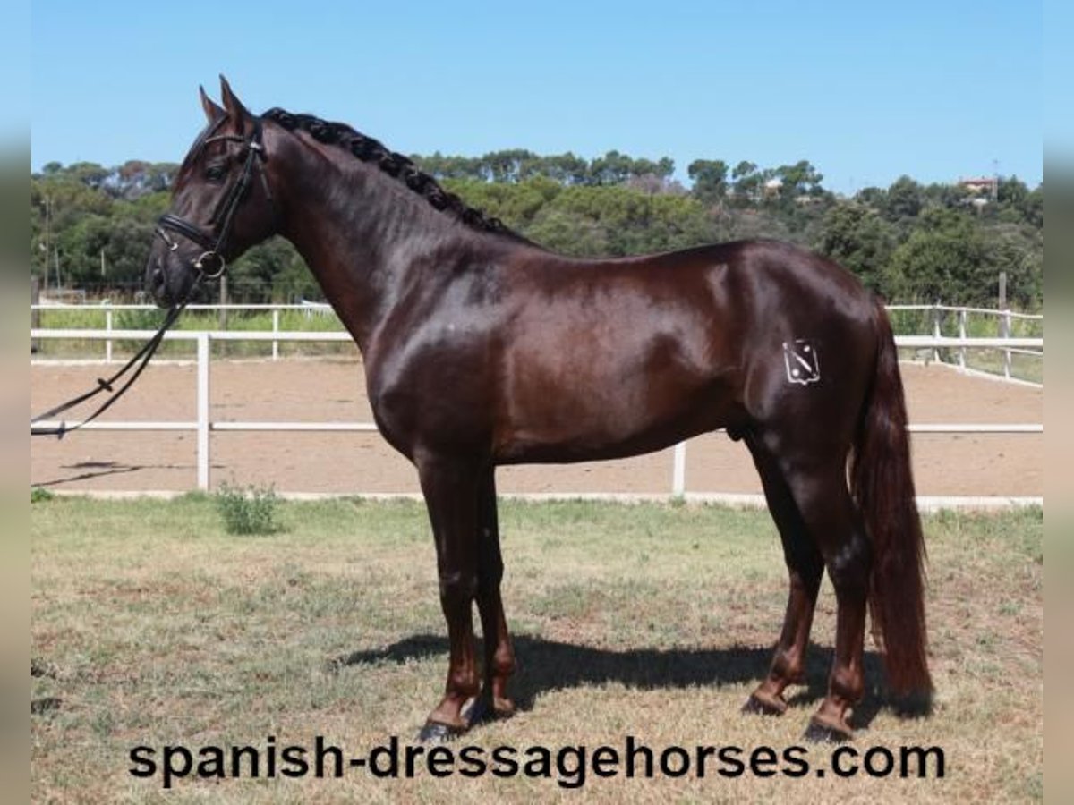 PRE Mix Stallion 3 years 15,3 hh Chestnut in Barcelona