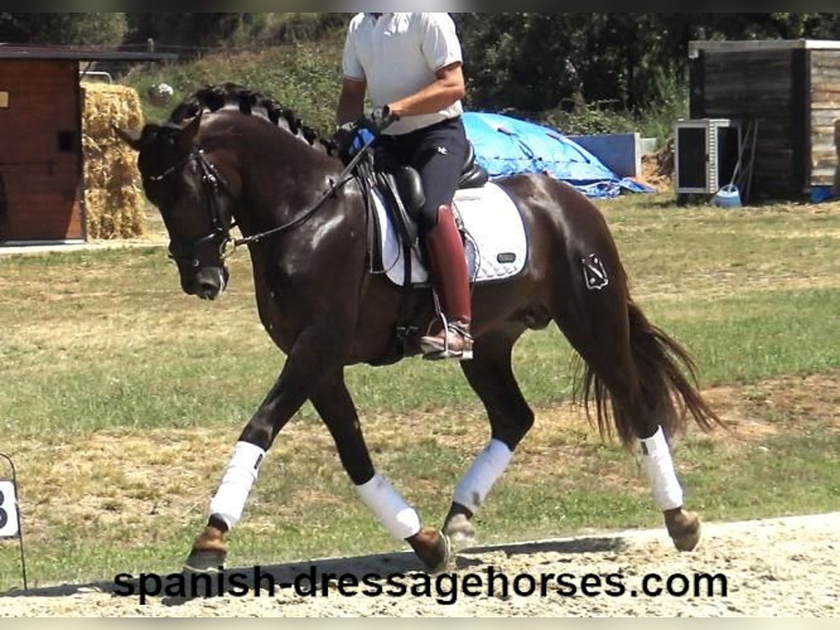 PRE Mix Stallion 3 years 15,3 hh Chestnut in Barcelona