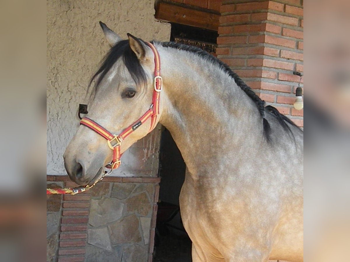 PRE Mix Stallion 3 years 15,3 hh Dun in Larrabasterra