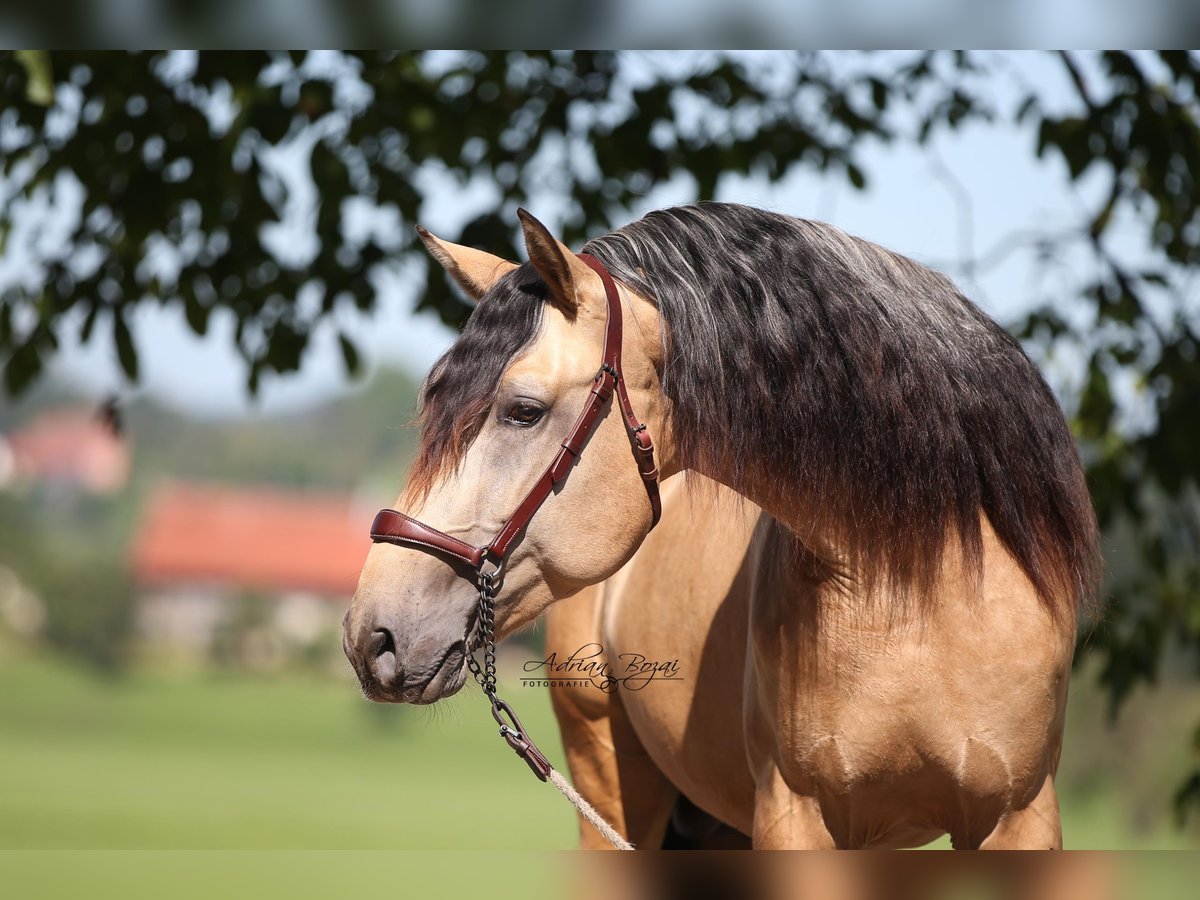 PRE Stallion 3 years 15,3 hh Dun in Sigmarszell