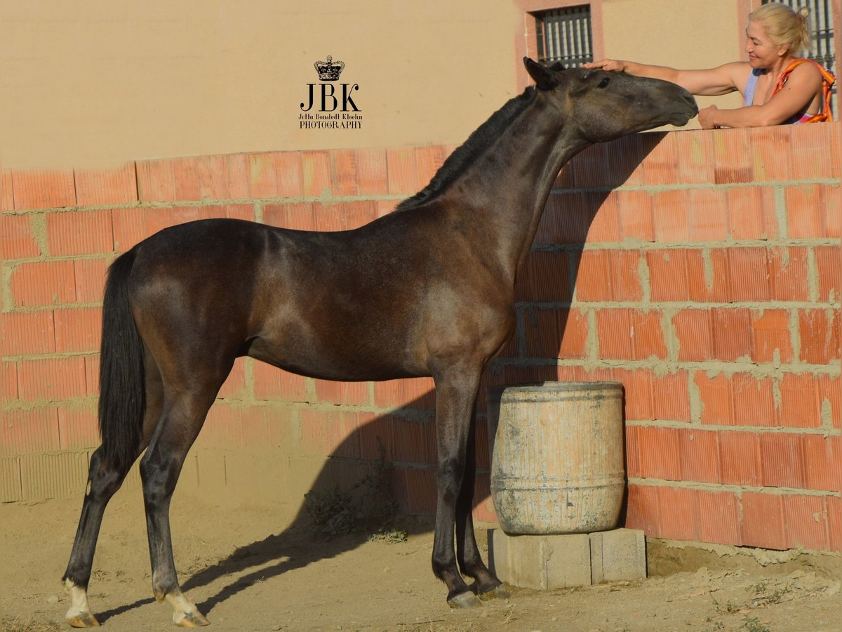 PRE Stallion 3 years 15,3 hh Gray in Tabernas Almeria