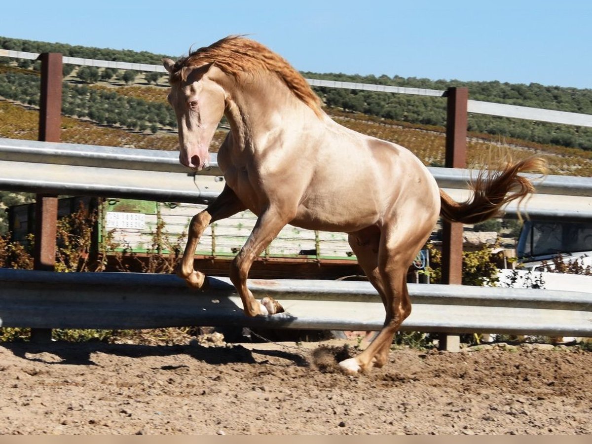 PRE Stallion 3 years 15,3 hh Pearl in Provinz Cordoba