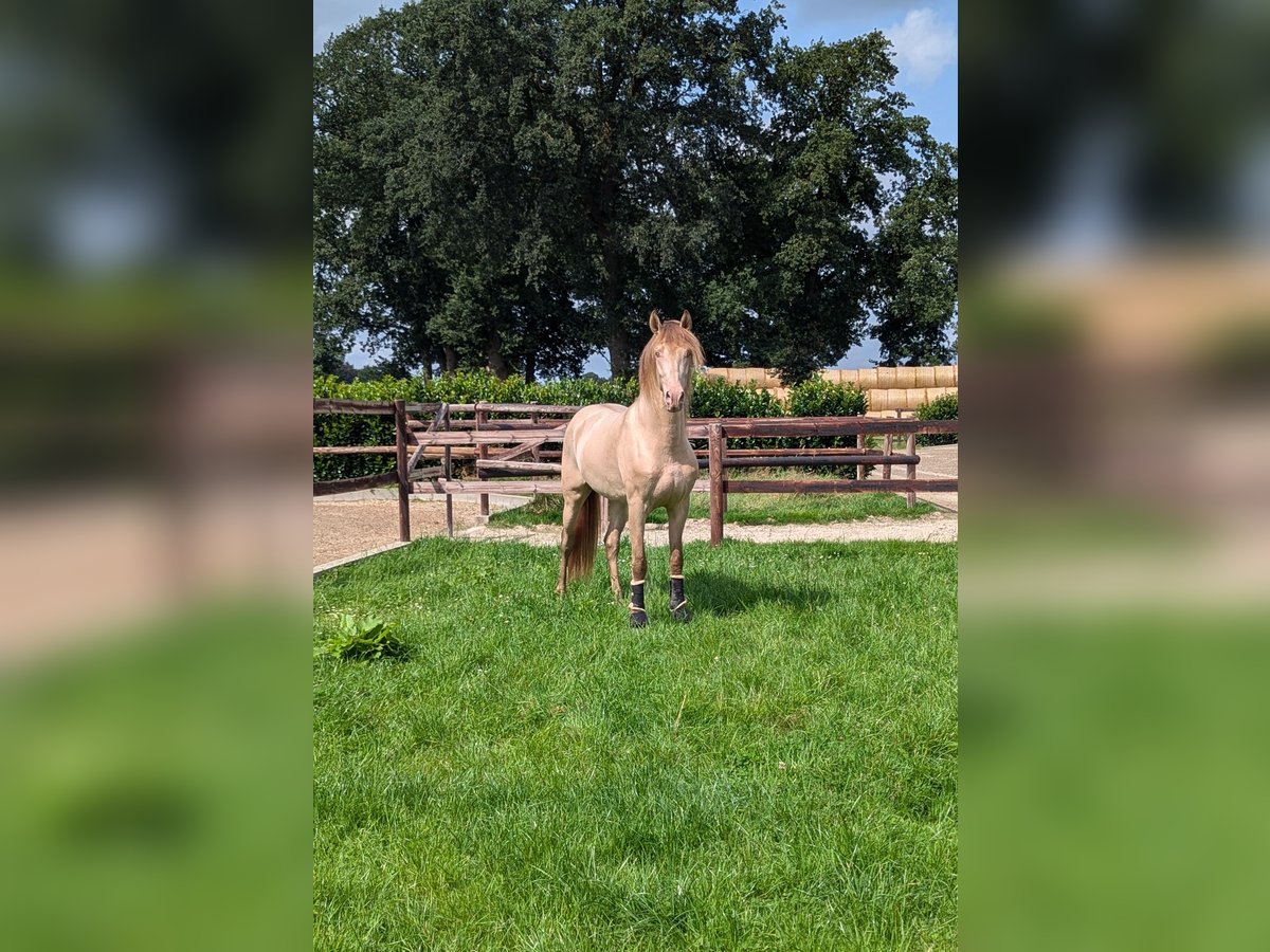 PRE Stallion 3 years 15,3 hh Pearl in Twistringen