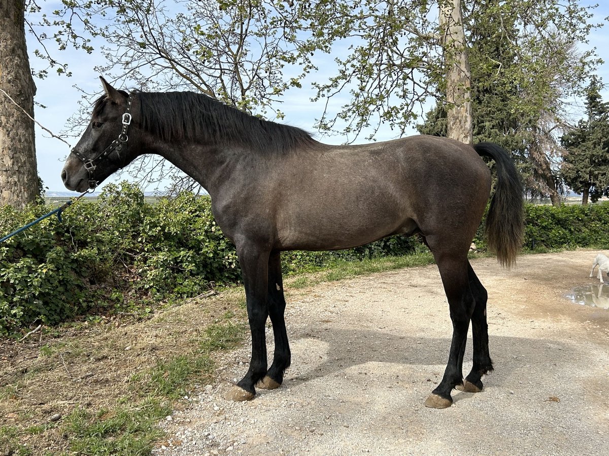 PRE Mix Stallion 3 years 15 hh Gray in Baza