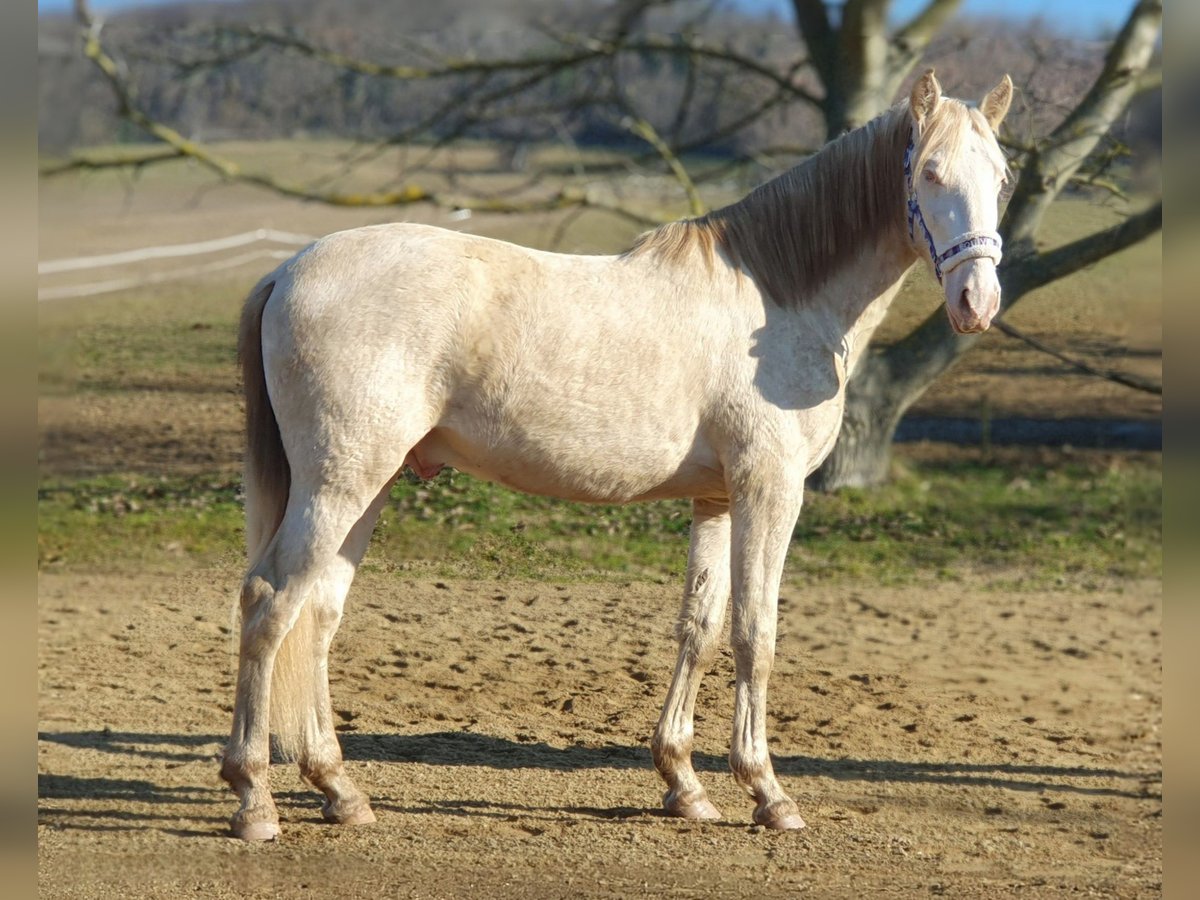 PRE Mix Stallion 3 years 15 hh Perlino in Visz