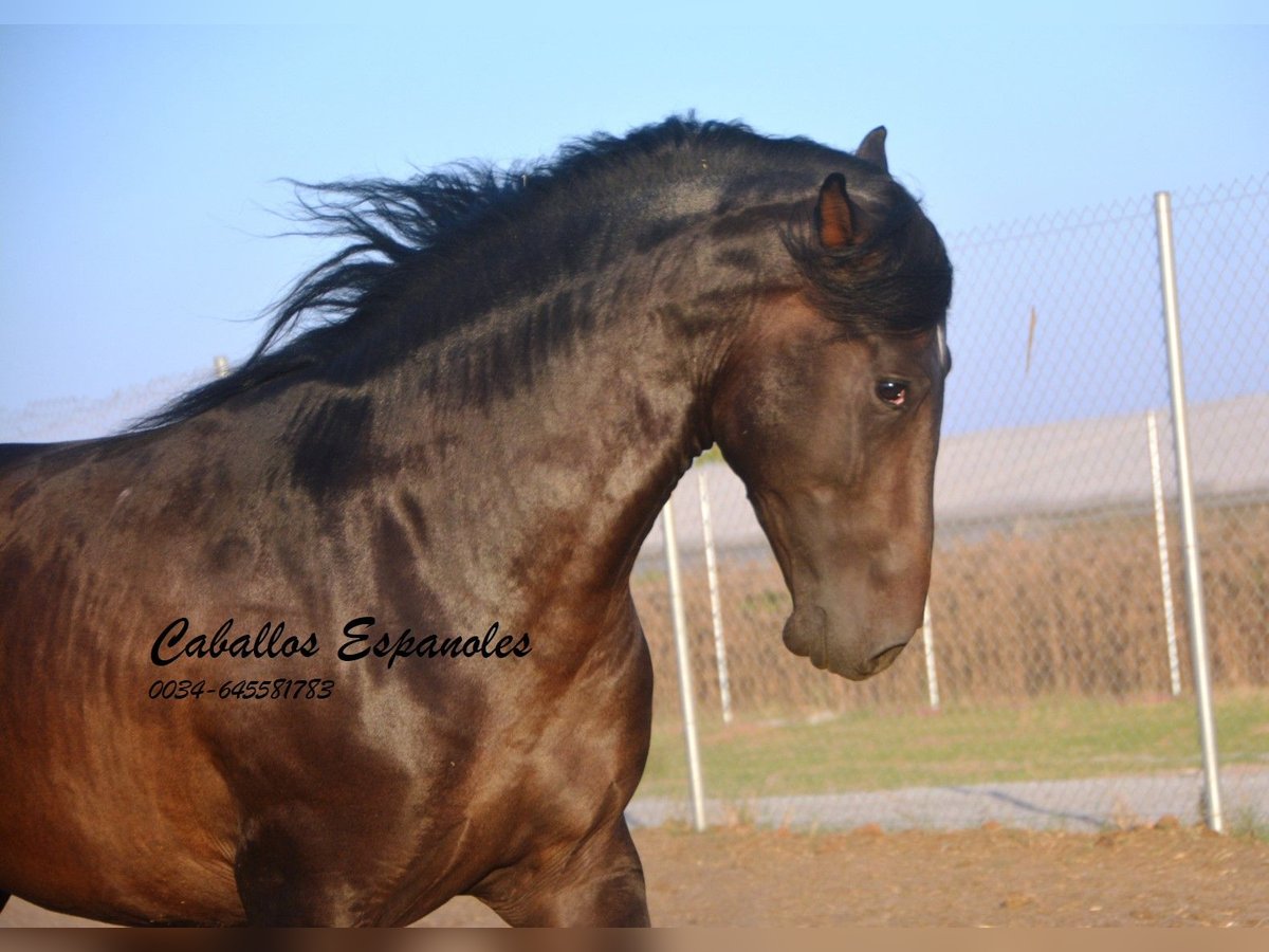 PRE Mix Stallion 3 years 15,1 hh Bay-Dark in Vejer de la Frontera PRE Mix Stallion 3 years 15,1 hh Bay-Dark in Vejer de la Frontera