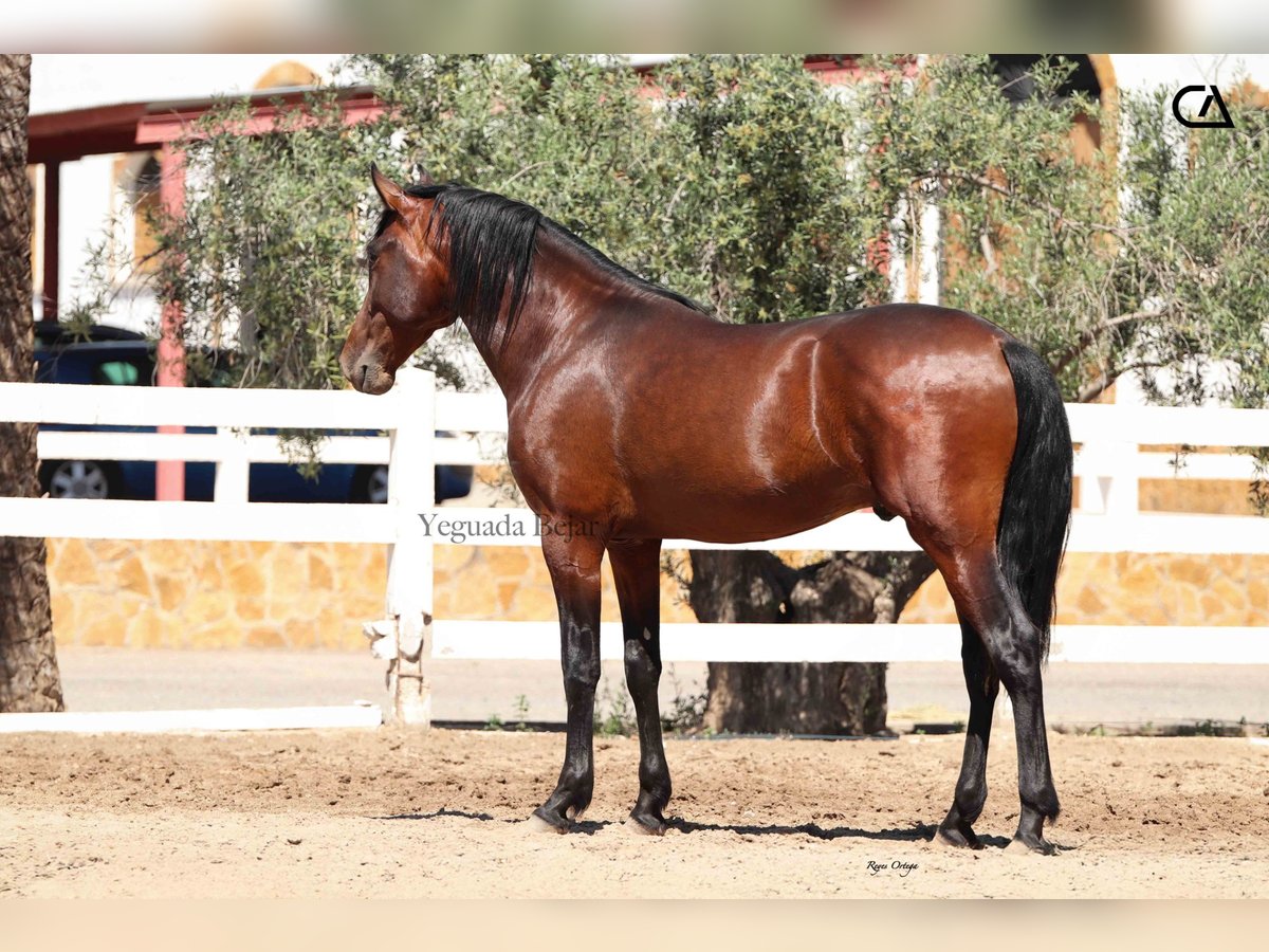 PRE Mix Stallion 3 years 15,1 hh Brown in Puerto Lumbreras